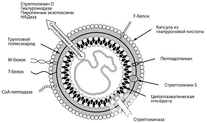 Среди бактерий особую опасность представляет бета-гемолитический стрептококк группы А