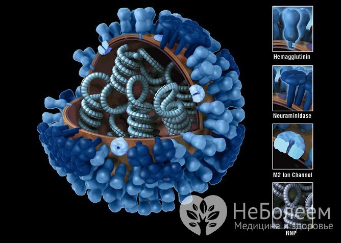 К развитию вирусной формы болезни может привести вирус гриппа