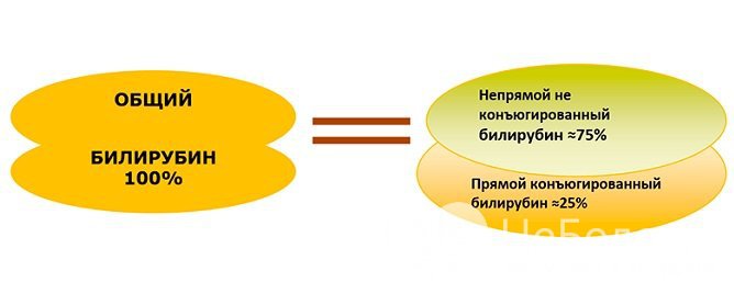 Общий билирубин объединяет две его фракции – связанный и несвязанный