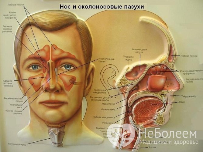 Гайморит может привести к развитию серьезных последствий, что связано с анатомическим расположением верхнечелюстной пазухи