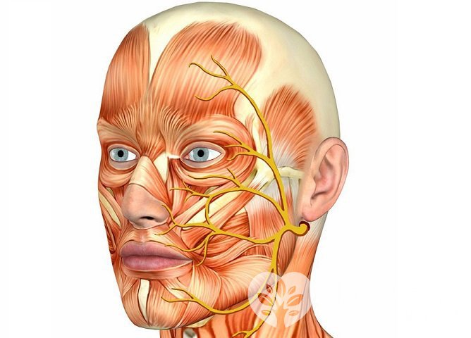 Из-за близкого анатомического размещения, гайморит часто приводит к воспалению тройничного нерва