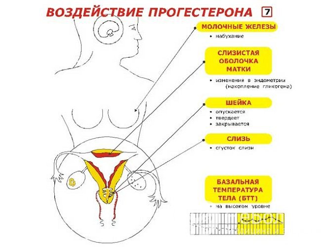 Большинство функций прогестерона связано с подготовкой к беременности и ее сохранением