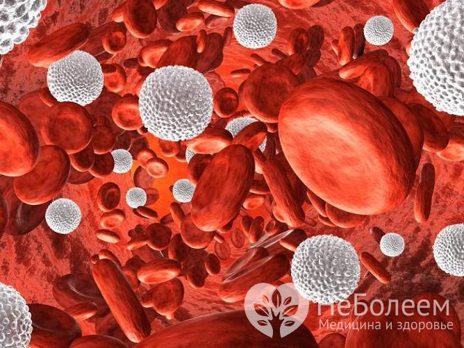 Лейкоциты, или белые кровяные тельца, выполняют в организме иммунную, т. е. защитную функцию