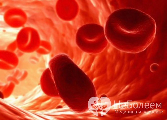 Красный цвет эритроцитам придает железо – эти клетки в основном состоят из гемоглобина, соединения белка и железа