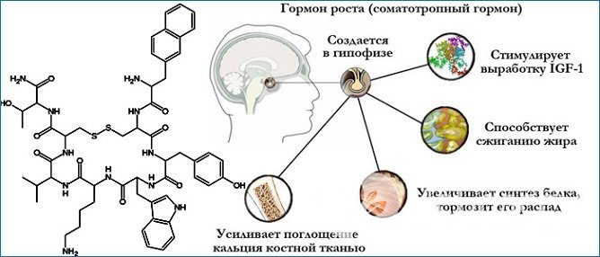 Соматотропин выполняет в организме важную роль, в первую очередь, обеспечивая его рост