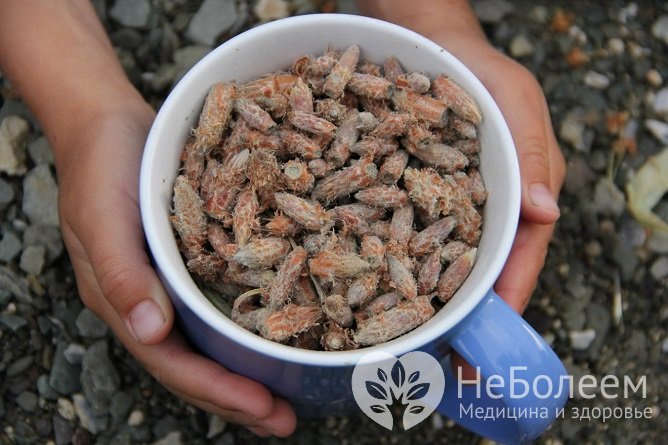 Сосновые почки от кашля: рецепты для детей и взрослых, показания и противопоказания