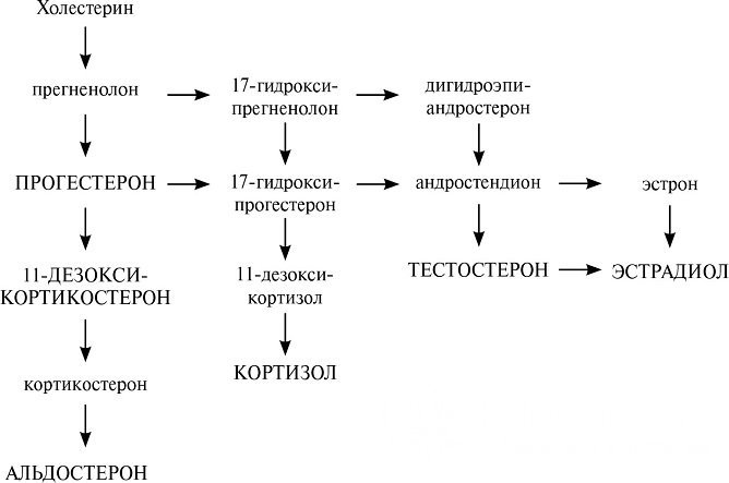 Стероиды вырабатываются в организме из холестерина