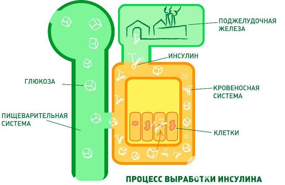 Процесс выработки инсулина