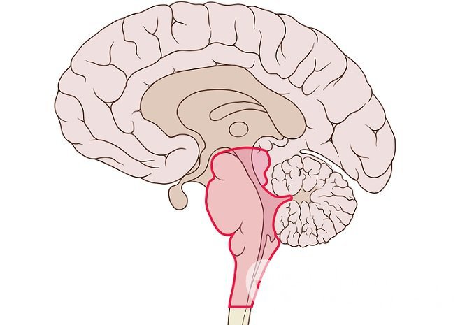 Ствол головного мозга связывает спинной мозг с головным, это одна из важнейших структур нервной системы