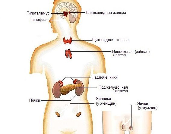 Тестостерон у мужчин вырабатывается в основном яичками и надпочечниками