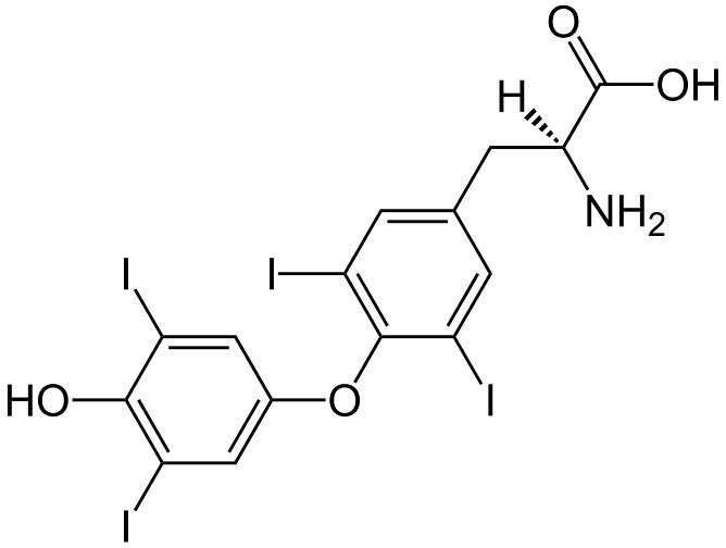 Тироксин – один из гормонов щитовидной железы, играющий крайне важную роль в организме