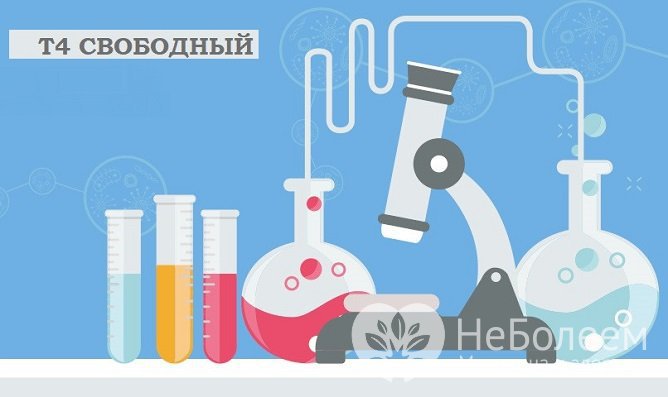 Т4 свободный у женщин: таблица норм по возрасту, причины отклонений