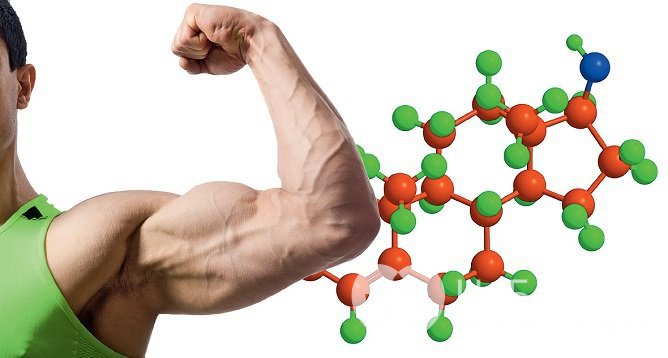 Тестостерон отвечает за мужские половые признаки, а также участвует в формировании костей и мышц