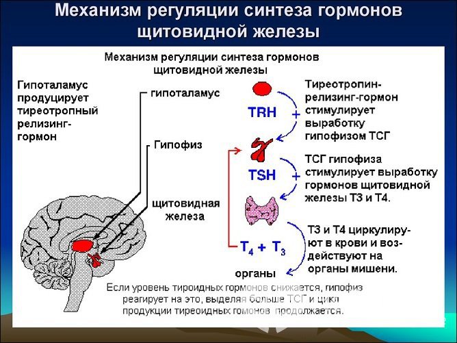 Гормоны щитовидной железы относятся к основным регуляторам обмена веществ