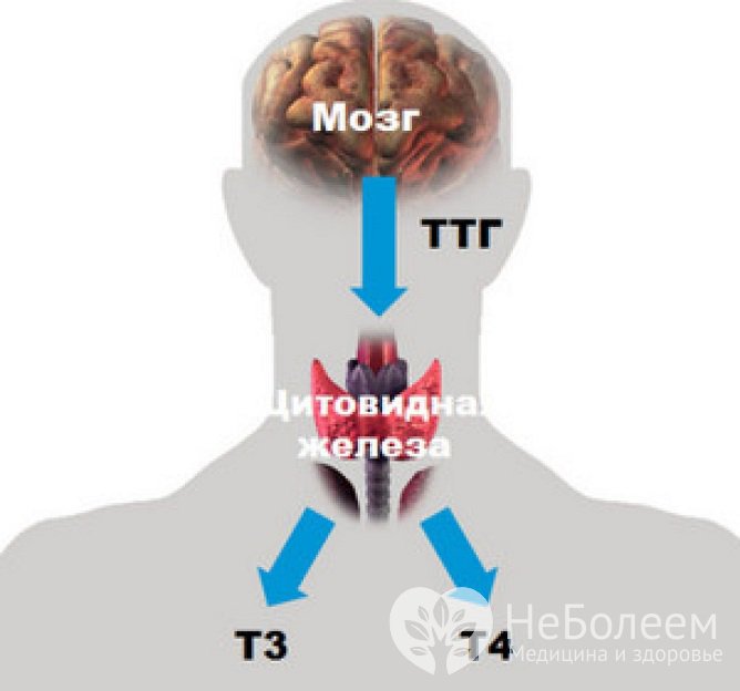 Тиреотропин - один из важнейших регуляторов обмена веществ в организме