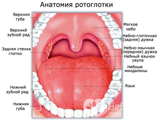 Небные миндалины выполняют защитную функцию в организме