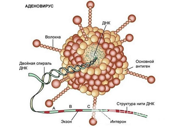 К развитию острого тонзиллита чаще всего приводят вирусы, в частности аденовирус