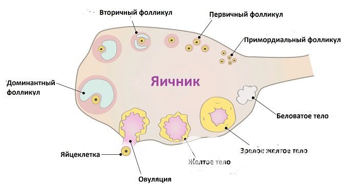 Необходимость в определении уровня половых гормонов возникает при нарушениях менструального цикла