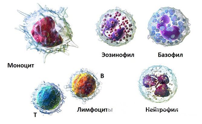 Лейкоцитарная формула определяет соотношение разных видов лейкоцитов