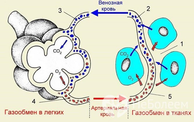 Основная функция легких – обеспечение газообмена между альвеолярным воздухом и кровью