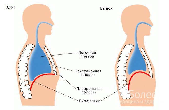 При дыхании важную роль играют движения грудной клетки