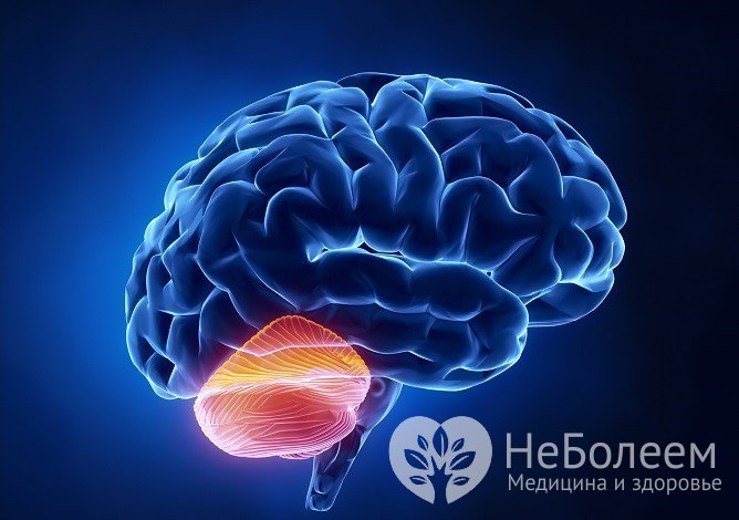 Повреждение мозжечка приводит к мозжечковой атаксии