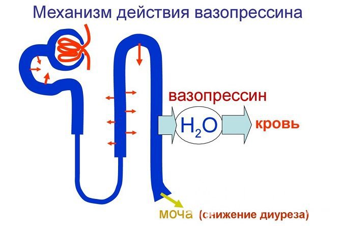 Вазопрессин, или антидиуретический гормон регулирует водный обмен в организме