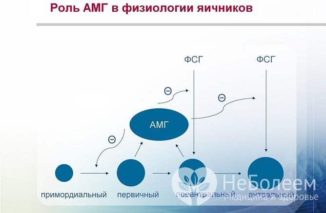 Антимюллеров гормон играет важную роль в организме женщины, обеспечивая ее способность к зачатию и вынашиванию беременности