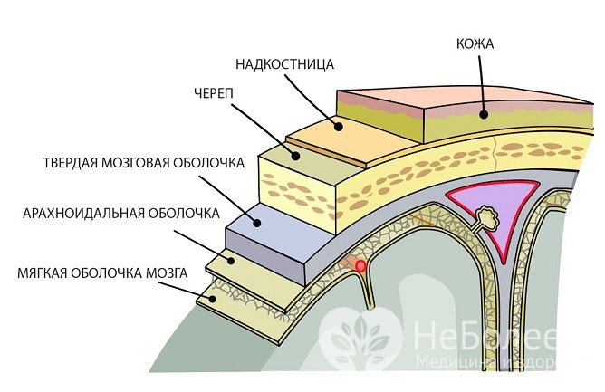 Головной мозг окружен тремя оболочками