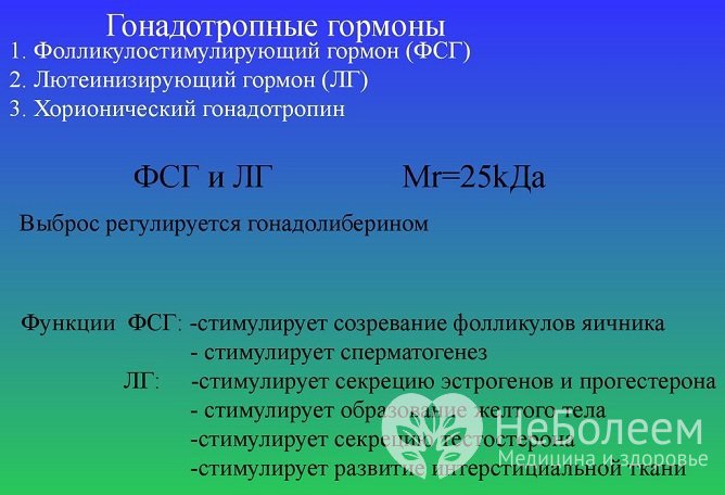 Гонадотропные гормоны отвечают за репродуктивную функцию в организме человека