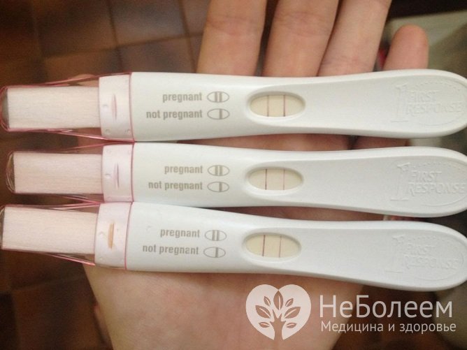 Чувствительность к ХГЧ, содержащемуся в моче, лежит в основе тестов на беременность