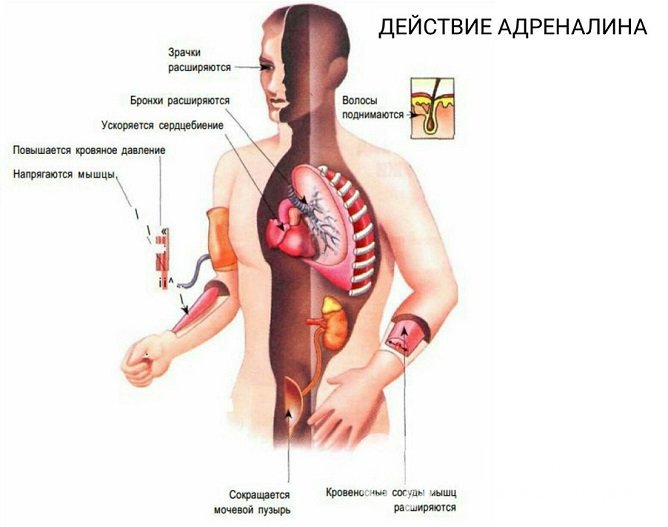 Адреналин обеспечивает выживание организма в стрессовых ситуациях