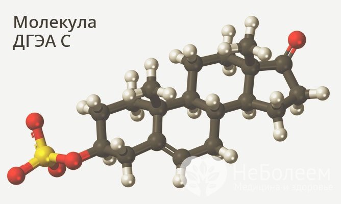 Дегидроэпиандростерон-сульфат - стероид, один из мужских половых гормонов, который вырабатывается и в организме женщин