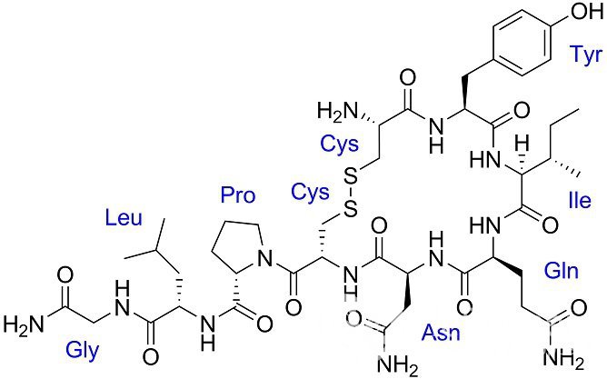 Окситоцин выполняет в организме множество важных функций, в том числе влияя на поведение человека