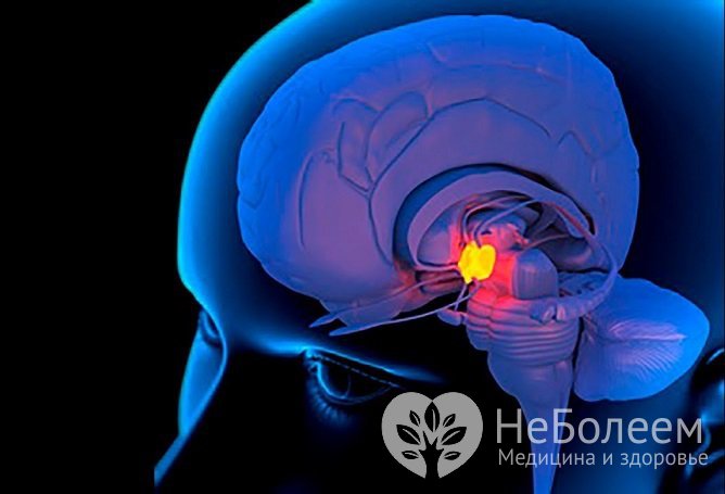 Медитация шишковидной. Активация шишковидной железы. Миндалевидное тело мозга. Активизация шишковидной железы. Головной мозг гипоталамус гипофиз.