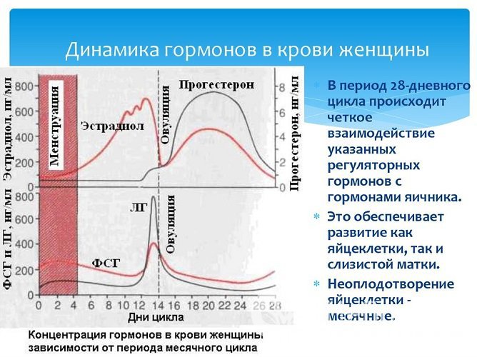 Яичники функционируют циклично, содержание в крови гормонов, продуцируемых ими, зависит от фазы менструального цикла