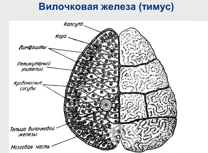 Гормоны тимуса и их функции в организме