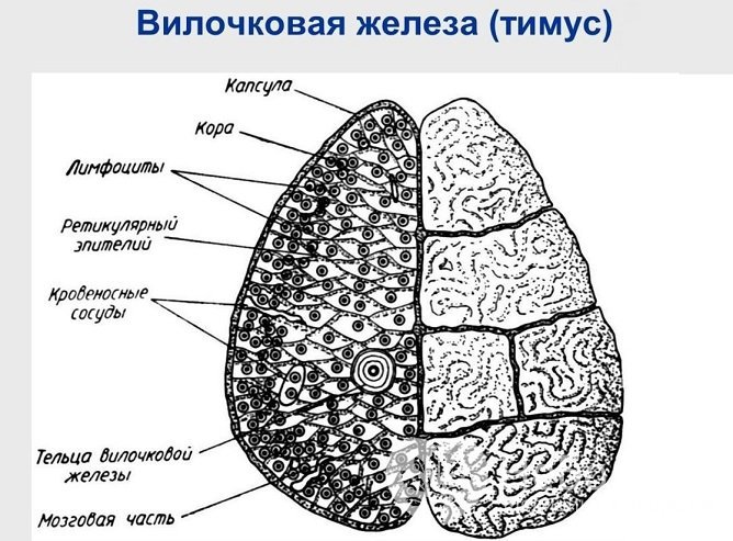 Вилочковая железа, или тимус – орган одновременно эндокринной и иммунной системы, так как производит гормоны и обеспечивает созревание лимфоцитов