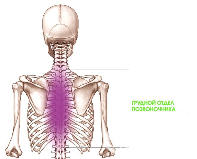 Грудная поясница. Грудной отдел. Грудной отдел позвоночника. Груднлйотдел позвоночника. Грудной тдел позвоночника.