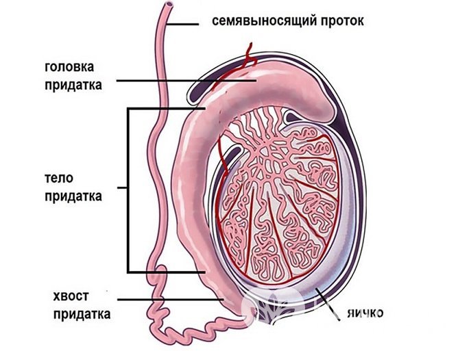 Киста яичка у мужчин