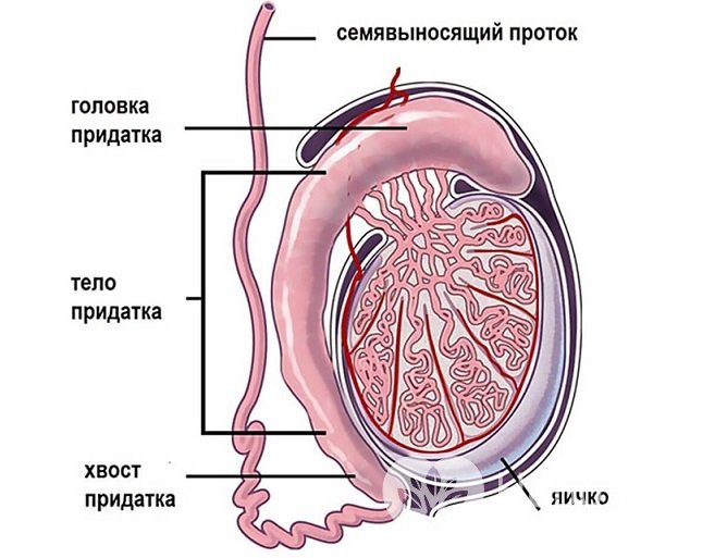 Проявления кистозных новообразований яичка зависят от их анатомического расположения