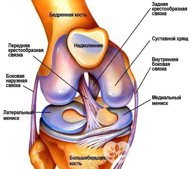 Коленный сустав имеет сложное анатомическое строение