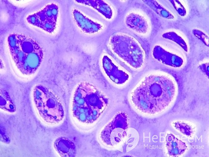 Хондроциты являются основными клетками хрящевой ткани