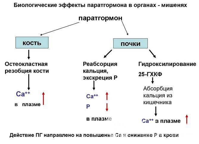 Паратгормон регулирует фосфорно-кальциевый обмен, его повышение сказывается, в первую очередь, на костях и почках