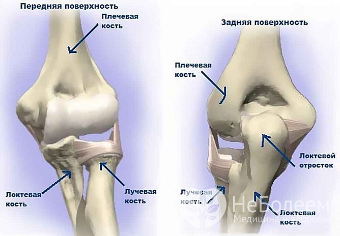 Локтевой сустав имеет сложное анатомическое строение