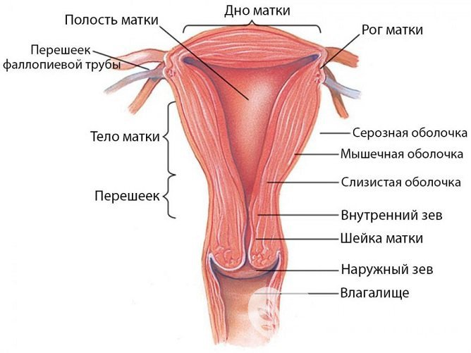 Железисто-фиброзный полип эндометрия чаще всего локализуется на дне тела матки