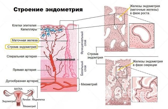 Развитие эндометриального полипа функционального и базального типа имеет разные причины